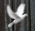 Tale-of-the-Unexpected-Dove